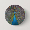 Search for peafowl buttons Feathers