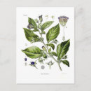 Search for nightshade Botany
