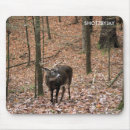 Recherche de whitetail électronique Cerfs communs