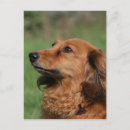 Search for miniature long haired dachshunds postcards Canine photographer