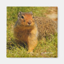 Search for ground squirrels magnets Rodents