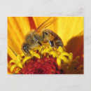 Search for pollinators postcards Nature