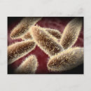 Search for eukaryotes Microorganism