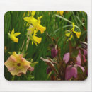 Recherche de daffodils mousepads Jonquilles