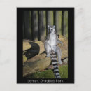 Search for ring tailed postcards Animals