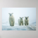 Search for cute polar bear art posters Animals in the wild