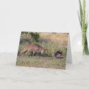 Search for dittos cards Antlers
