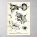 Recherche de oeil humain posters Biologie