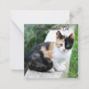 Search for pets note cards Funny