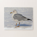 Search for gull puzzles Nature