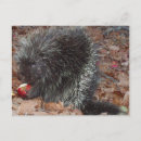 Search for apples postcards Rodent
