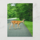 Search for buck postcards Wildlife photography