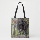 Search for okapi Wildlife
