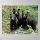 Search for grizzly posters Cub
