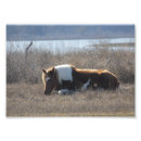 Recherche de beau photographie art Cheval