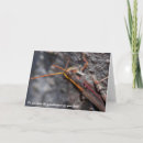 Search for bug pictures cards Bugs