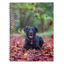 Search for labrador notebooks Cute