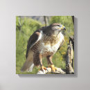 Search for red tail hawk art Raptor