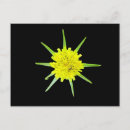 Search for black beard postcards Beautiful