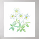 Recherche de hellebore posters Fleurs