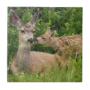 Recherche de bison carreaux Montana