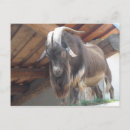 Search for billy goat postcards Nature