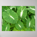 Search for variegated Tropical
