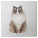 Search for furry tiles Cat