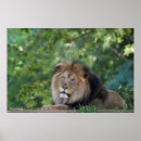 Search for lounging posters Animals