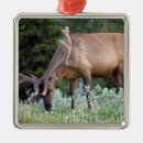 Search for deer antlers ornaments Nature