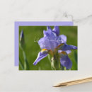 Recherche de pourpre cartes postales Fleur