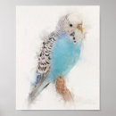 Search for blue budgie posters Pet