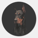 Recherche de pinschers autocollants Dobermann