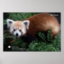 Search for smithsonian posters National zoo