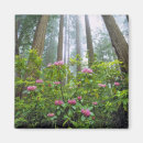 Search for rhododendron magnets Landscape