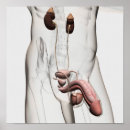 Recherche de reproducteur posters Vésicules séminales