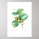 Search for hazel posters Illustration