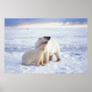 Search for sows posters Alaska