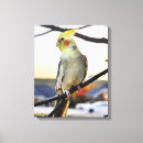 Search for cockatiel art Wildlife