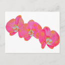 Recherche de orchidée rose cartes postales Orchidées roses