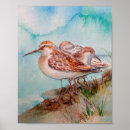 Search for sandpiper art Nature