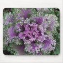 Search for cabbage photography Nature