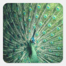 Search for peacock tail stickers Peafowl