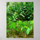 Search for taro Hawaii
