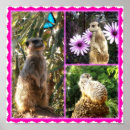 Search for sentry posters Meerkat