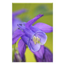 Recherche de fleur colombine Nature