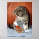 Recherche de chat persan posters Animal