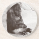 Recherche de gorille dessous de verres Primate