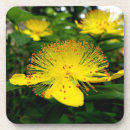 Search for herbal coasters Flower