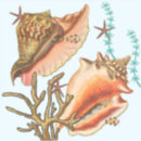 Search for white starfish stickers Shells